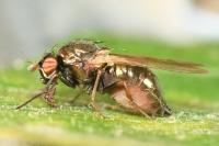 Calliopum