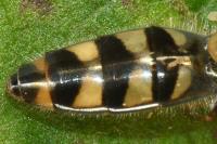 Meliscaeva auricollis
