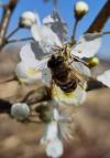 Eristalis tenax