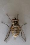 Stomoxys calcitrans