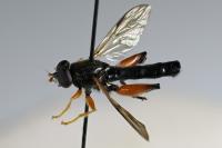 Chalcosyrphus femoratus