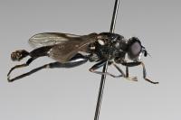 Chalcosyrphus piger