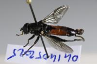 Chalcosyrphus piger