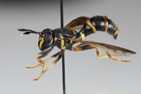 Sphiximorpha garibaldii