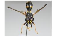 Sphiximorpha garibaldii