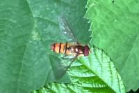 Episyrphus balteatus