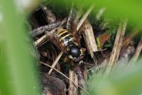 Sericomyia silentis