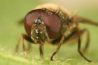 Cheilosia