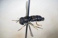 Paragus albifrons