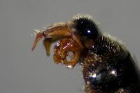 Paragus albifrons
