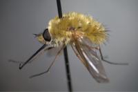 Systoechus ctenopterus