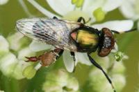 Physiphora alceae