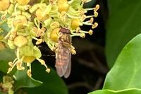 Episyrphus balteatus