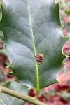 Phytomyza ilicis