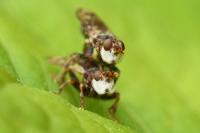 Myopa tessellatipennis