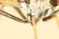 Argyra