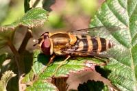 Syrphus torvus
