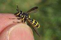 Sphiximorpha subsessilis