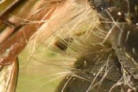 Bombylius cinerascens