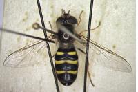 Scaeva mecogramma