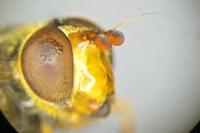 Ferdinandea ruficornis