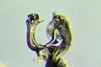Pipizella annulata