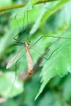 Nephrotoma flavescens