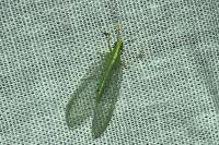 Chrysoperla