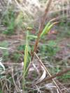 Mantis religiosa