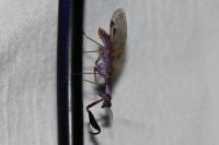 Mantispa styriaca