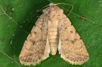 Caradrina clavipalpis