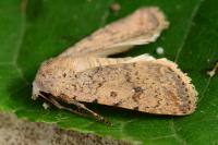 Caradrina clavipalpis