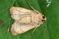 Caradrina clavipalpis