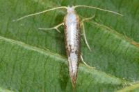 Argyresthia spinosella
