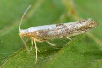 Argyresthia spinosella