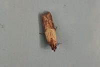 Plodia interpunctella