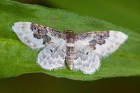 Idaea rusticata