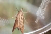 Chrysoteuchia culmella