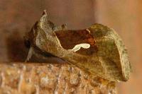 Macdunnoughia confusa