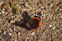 Vanessa atalanta