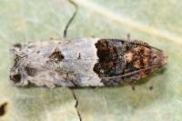 Gypsonoma aceriana