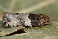 Gypsonoma aceriana