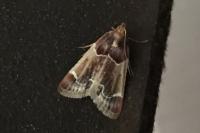 Pyralis farinalis