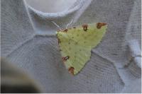 Opisthograptis luteolata