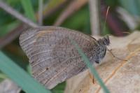 Maniola jurtina