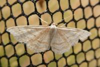 Idaea macilentaria