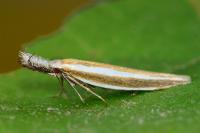 Pleurota aristella
