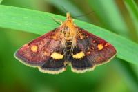 Pyrausta aurata