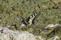 Papilio machaon