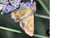 Helicoverpa armigera